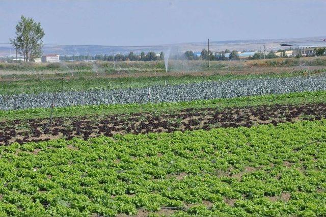 Aşırı Yağış Sebzeye Zarar Verdi, Ürün Çiftçinin Elinde Kaldı