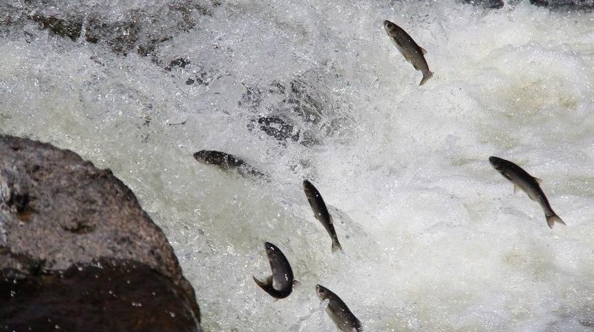 (&ouml;zel Haber) Ka&ccedil;ak Avlananların Sayısı Azaldı