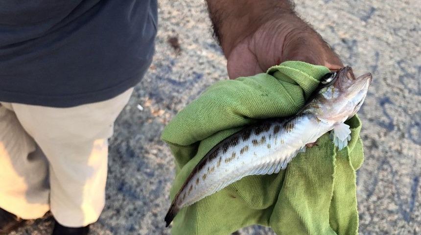 Olta Avcıları Dikkat