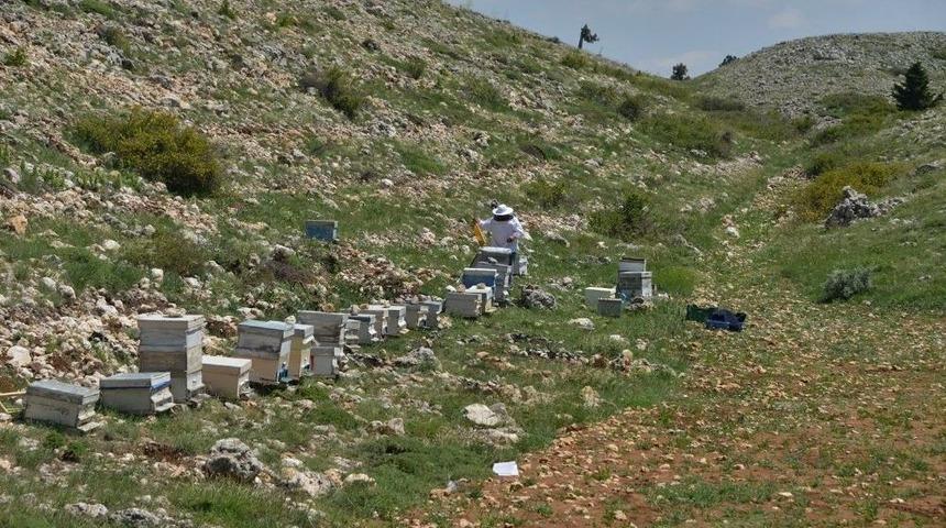 Mersin&rsquo;de Bal Ormanları Gelirinde Hedef 45 Milyon Lira