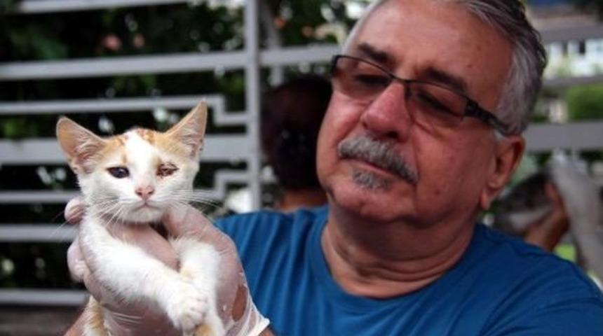 K&ouml;pekleri &Ouml;ld&uuml;kten Sonra Sokak Kedilerine Sahip &Ccedil;ıkıyorlar