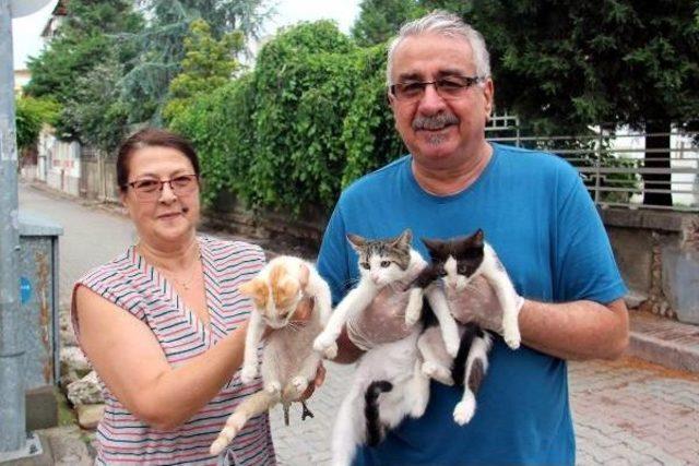 Köpekleri Öldükten Sonra Sokak Kedilerine Sahip Çıkıyorlar