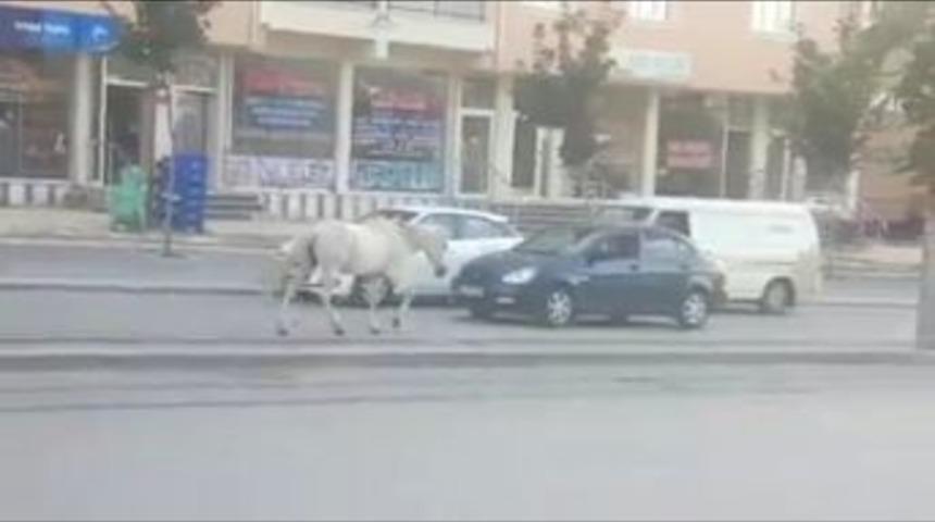 Tramvay Yolunda Sahipsiz At