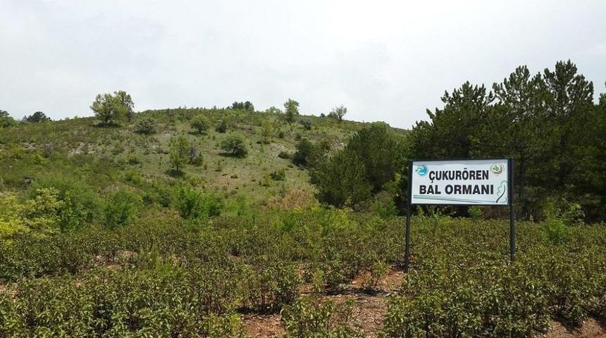 Arıcıların Y&uuml;z&uuml; Bal Ormanları İle G&uuml;l&uuml;yor