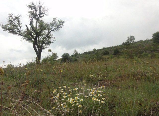 Arıcıların Yüzü Bal Ormanları İle Gülüyor