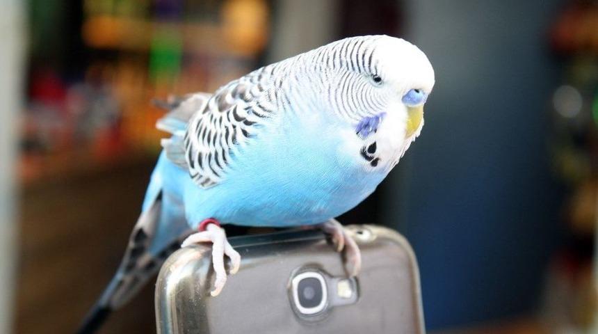 Muhabbet Kuşu Fıstık&rsquo;ı Yanından Hi&ccedil; Ayırmıyor