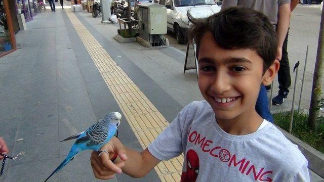 Muhabbet Kuşu Fıstık&rsquo;ı Yanından Hi&ccedil; Ayırmıyor 1