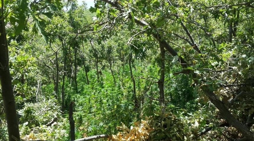 Elazığ&rsquo;da 7 Bin K&ouml;k Hint Keneviri Ve 51 Kilo Esrar Ele Ge&ccedil;irildi