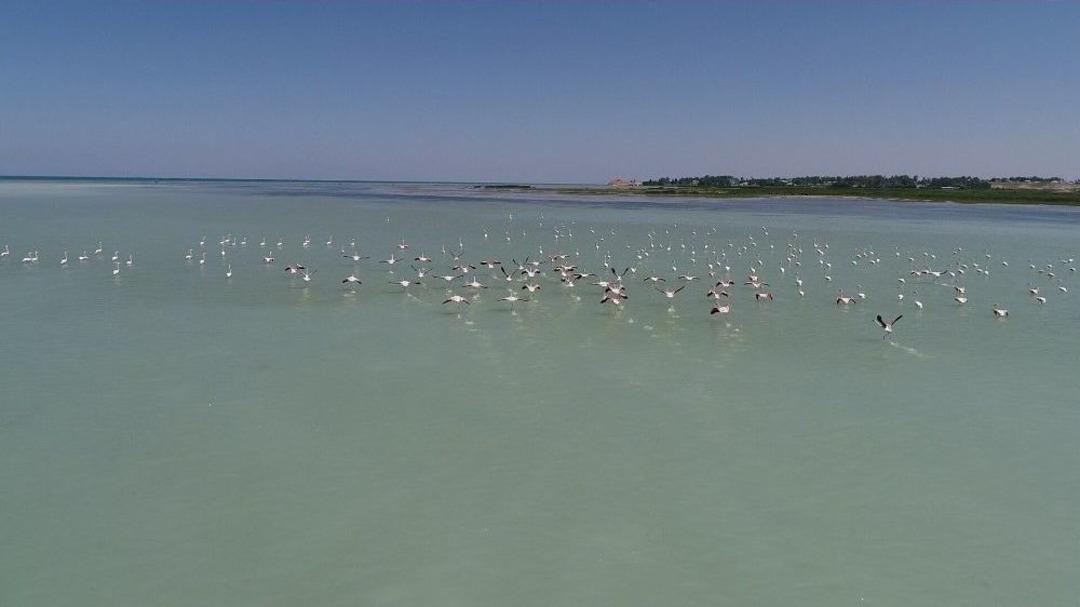 Van G&ouml;l&uuml;&rsquo;nde Flamingoların Dansı