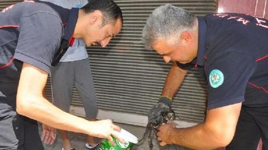 Yavru Kediyi 3 G&uuml;n Sonra Itfaiye Kurtardı