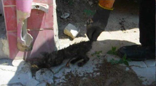 Yavru Kediyi 3 Gün Sonra Itfaiye Kurtardı 1