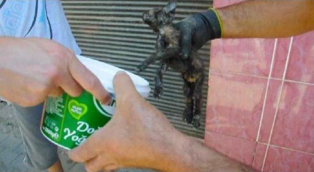 Yavru Kediyi 3 Gün Sonra Itfaiye Kurtardı 3