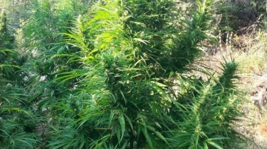 Beydağ'da Bir Evde Esrar, Bah&ccedil;esinde Hitkeneviri Ele Ge&ccedil;irildi