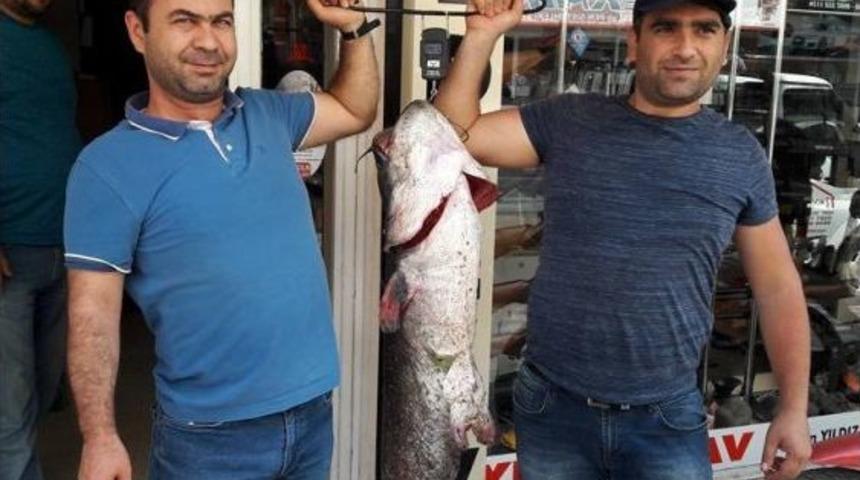 44 Kiloluk Yayın Balığı Yakaladılar