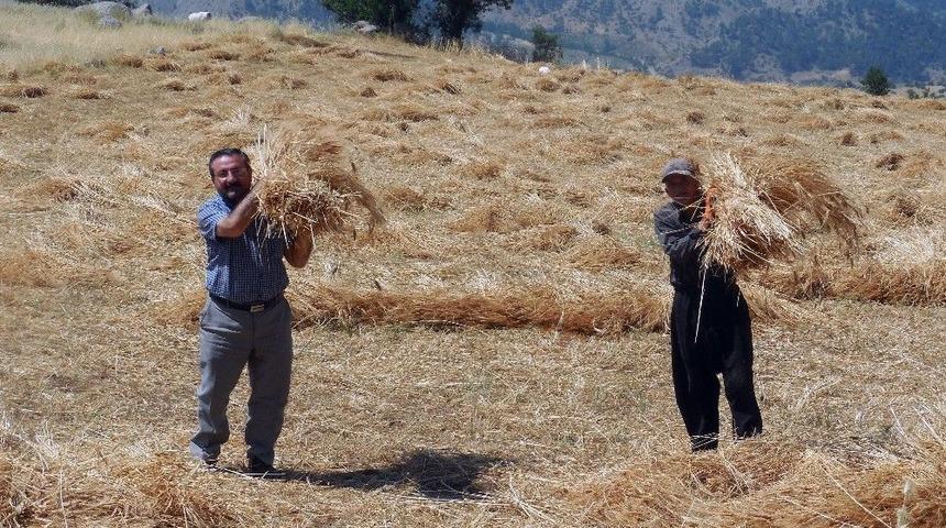 41 Derecede Geleneksel Y&ouml;ntemlerle Hasat