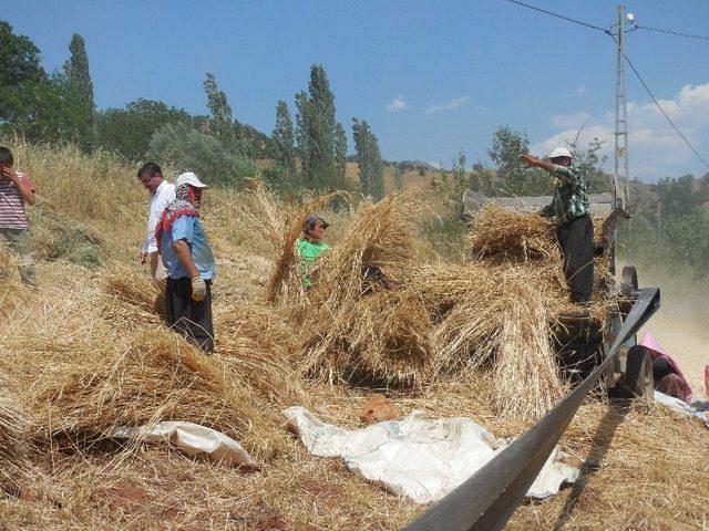 41 Derecede Geleneksel Yöntemlerle Hasat 1