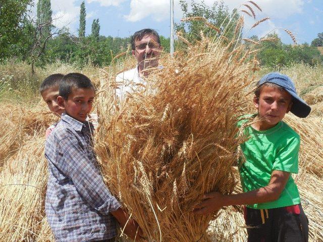 41 Derecede Geleneksel Yöntemlerle Hasat 2