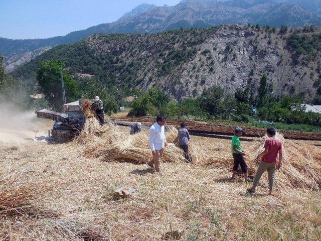 41 Derecede Geleneksel Yöntemlerle Hasat 3