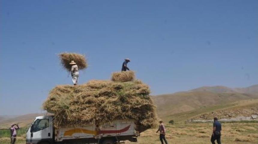 Yüksekova’Da Besiciler Kış Hazırlıklarına Başladı
