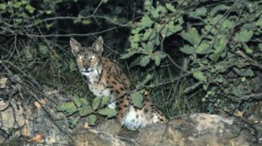 Tunceli’de Vaşak Fotoğraflandı