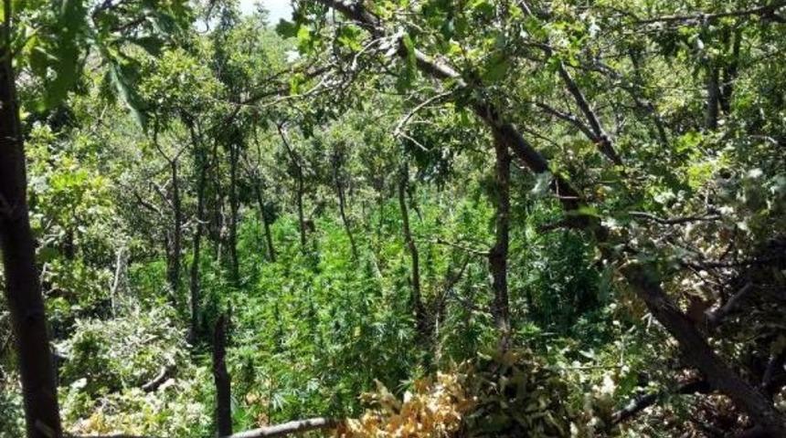 Elazığ&rsquo;Da 7 Bin K&ouml;k Kenevir Ve 51 Kilo Esrar Ele Ge&ccedil;irildi