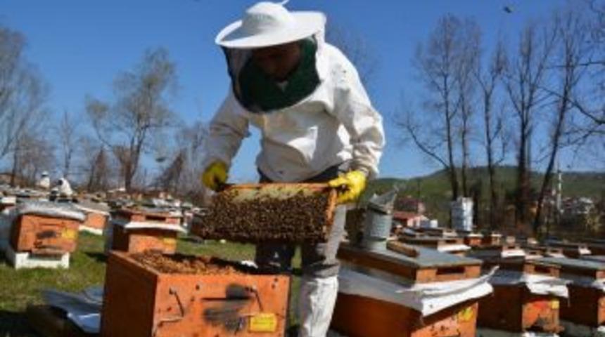 T&uuml;rkiye Bal Lideri &lsquo;arıcılık Desteği&rsquo; Kapsamına Alındı