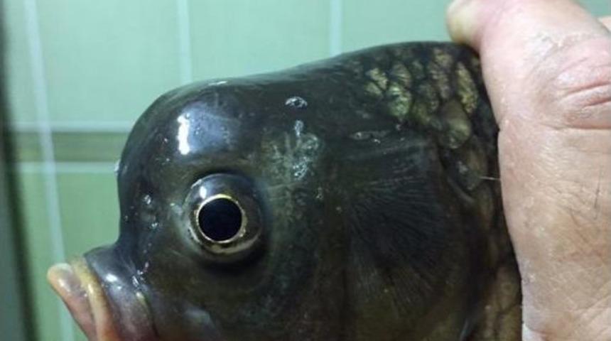 Bu Balık G&ouml;renleri Şaşırtıyor