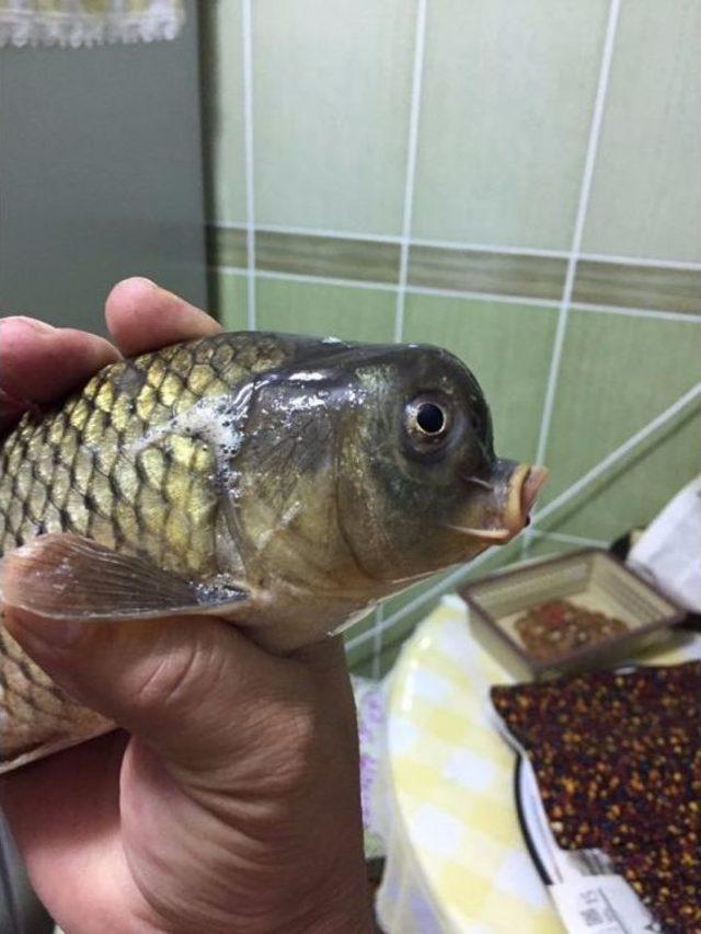 Bu Balık G&ouml;renleri Şaşırtıyor 1