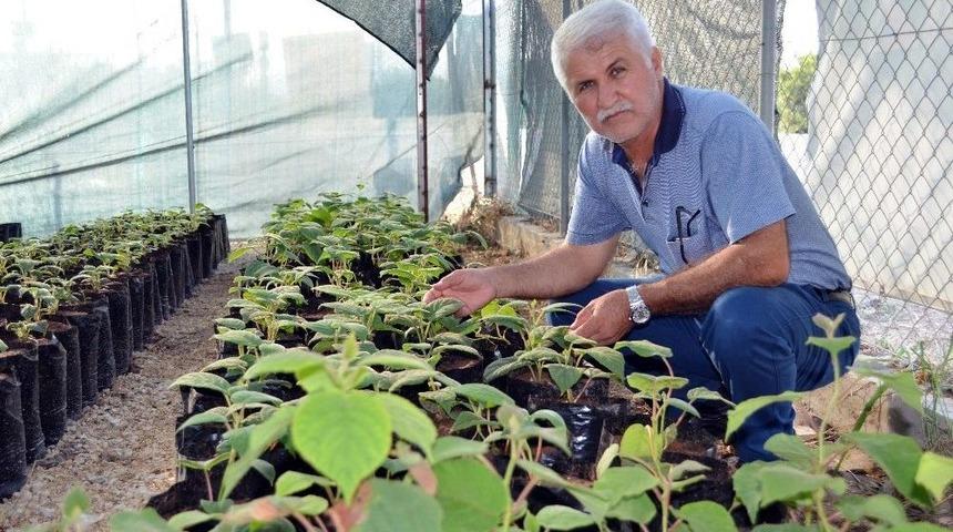 Erdemli Ziraat Odası Sertifikalı Kivi Fidanını 8 Liraya D&uuml;ş&uuml;rd&uuml;