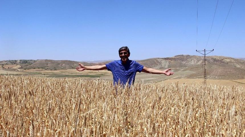 (&ouml;zel Haber) Buğdayda Korkulan Olmadı.