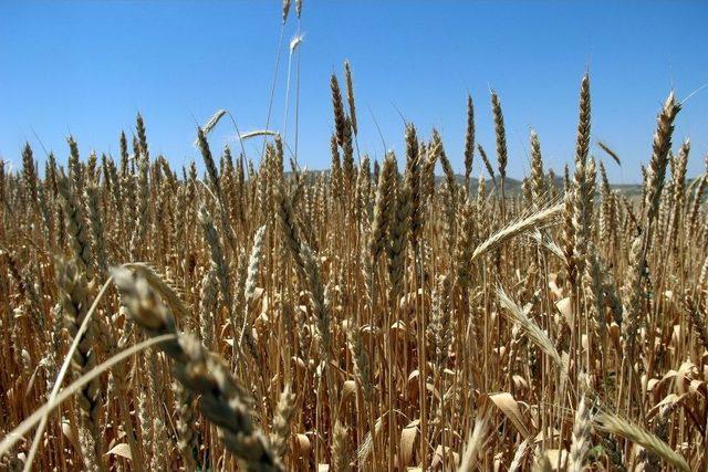 (&ouml;zel Haber) Buğdayda Korkulan Olmadı. 1