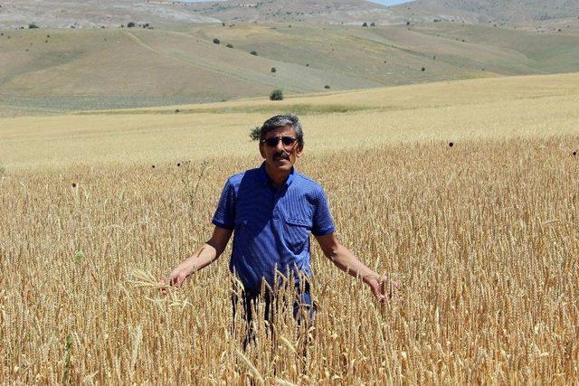 (&ouml;zel Haber) Buğdayda Korkulan Olmadı. 2