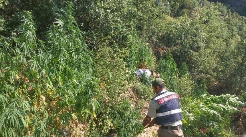 Bozdoğan&rsquo;da Uyuşturucu Operasyonu, G&ouml;zaltına Alınan Baba Oğul Tutuklandı