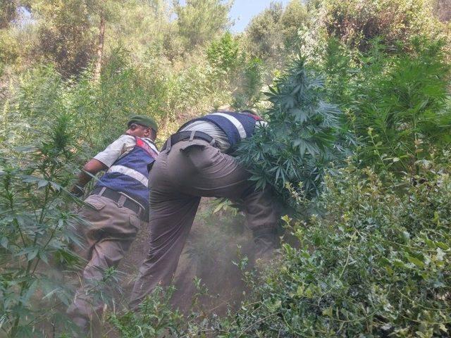 Bozdoğan’da Uyuşturucu Operasyonu, Gözaltına Alınan Baba Oğul Tutuklandı 1