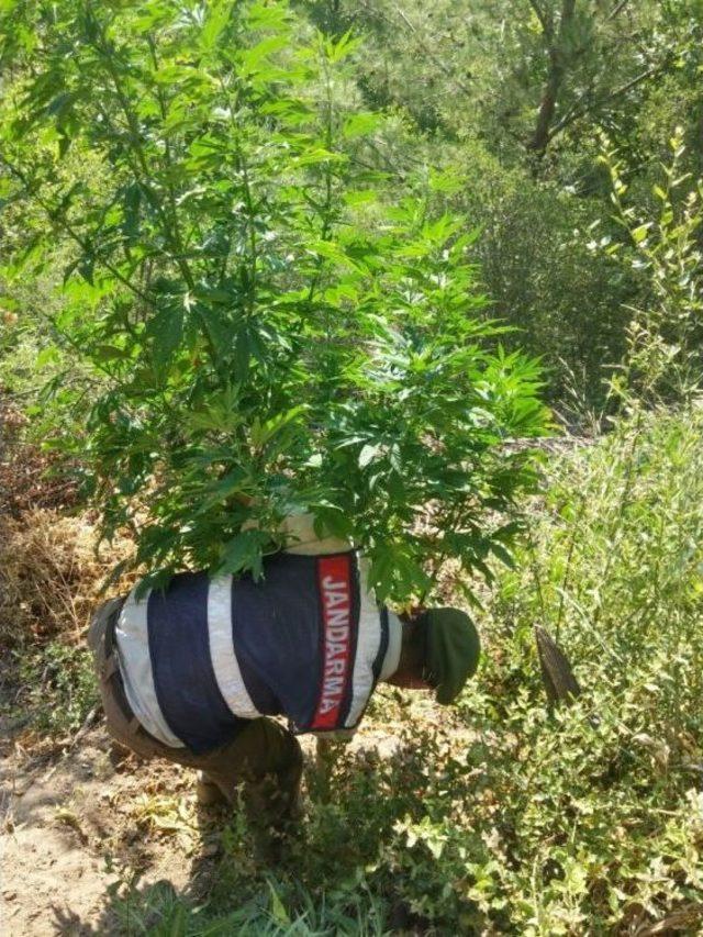 Bozdoğan’da Uyuşturucu Operasyonu, Gözaltına Alınan Baba Oğul Tutuklandı 2