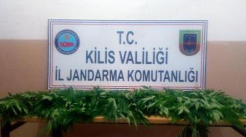 Musabeyli'de 48 Kök Hintkeneviri Ele Geçirildi