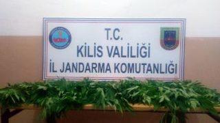 Musabeyli İlçesinde Hint Keneviri Ele Geçirildi