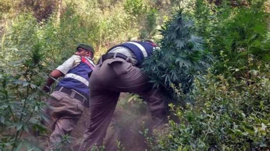 Hintkeneviri Yetiştiren Baba-Oğul Tutuklandı