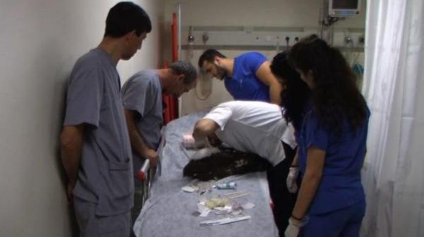 Yaralı Şahine Hastanede M&uuml;dahaleye Idari Soruşturma