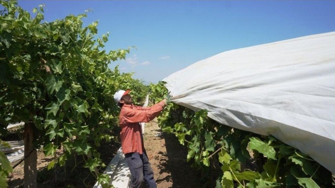 Sarıg&ouml;l Ovası Beyaz &Ouml;rt&uuml;yle Kaplanıyor