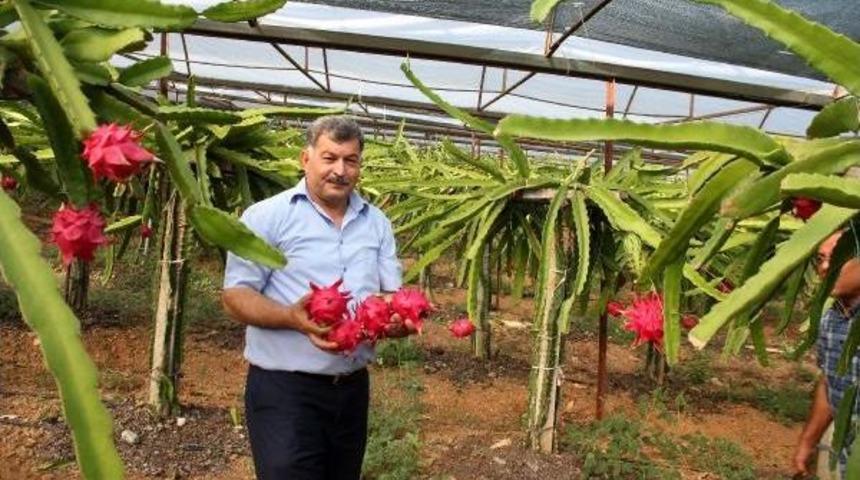 Ejder Meyvesinin Tanesi 15 Lira