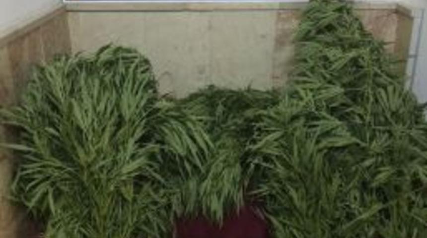 Evinin Bah&ccedil;esinde Sebze Yerine Kenevir Yetiştirdi