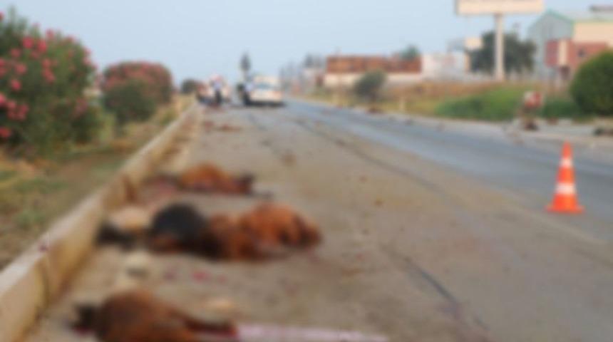 Adana&rsquo;da Otomobil S&uuml;r&uuml;ye Daldı: 30 Hayvan Telef Oldu