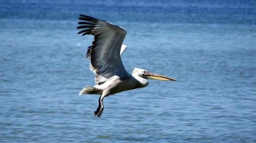 İzmir K&ouml;rfezi, Pelikanların Mekanı Oldu