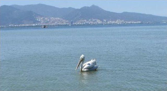 İzmir Körfezi, Pelikanların Mekanı Oldu