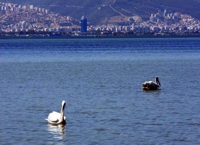 İzmir Körfezi, Pelikanların Mekanı Oldu