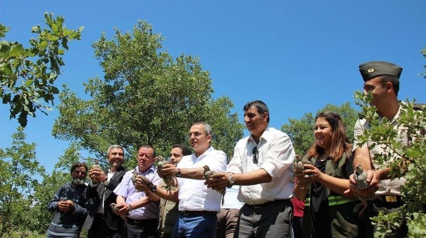 Tosya&rsquo;da 500 Keklik Doğaya Salındı