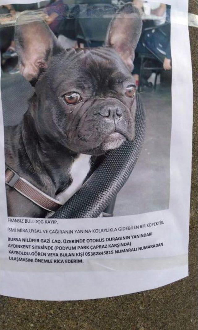 Kaybolan Köpeğini El Ilanı Ile Arıyor