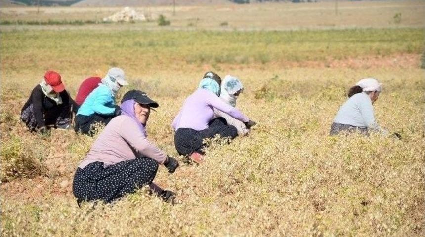 Nallıhan&rsquo;da Yağmur Ve G&uuml;neş Nohut &Uuml;reticisinin Y&uuml;z&uuml;n&uuml; G&uuml;ld&uuml;rd&uuml;