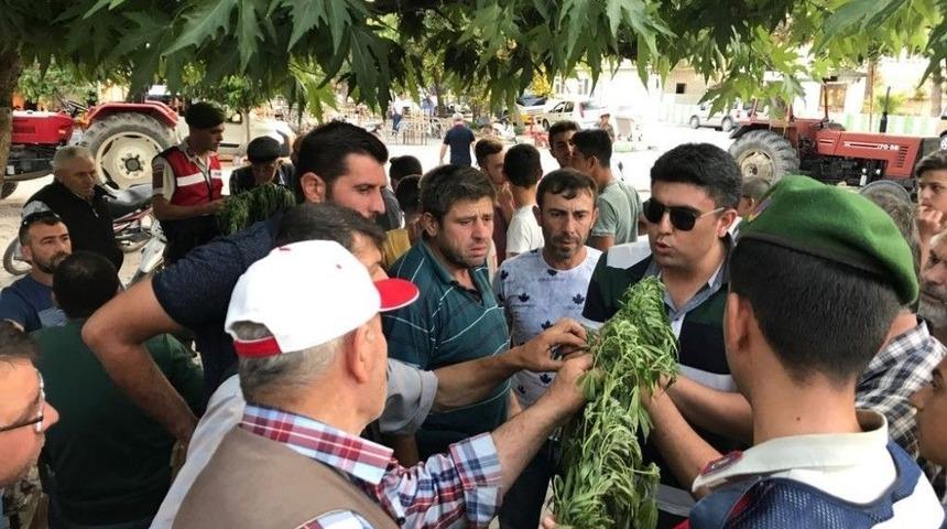 Jandarmadan Uyuşturucu Operasyonu